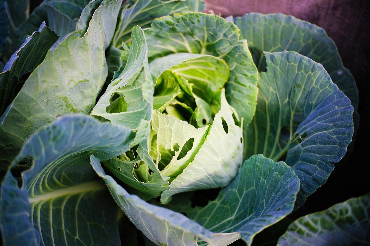 Guide to Growing an Organic Vegetable Garden